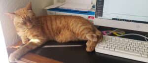 cat keyboard laptop