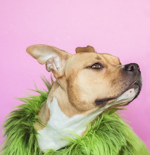 Photo by Alexandra Novitskaya: https://www.pexels.com/photo/dog-wearing-green-fur-coat-2951921/